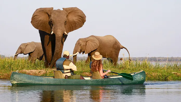 Safari african în Zambia