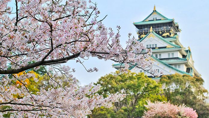 Cireșii japonezi vor înflori mai repede în 2021