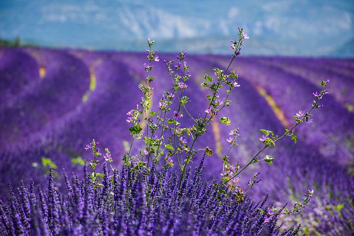 9 atracții din Provence