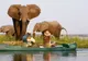 Safari african în Zambia