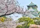 Cireșii japonezi vor înflori mai repede în 2021